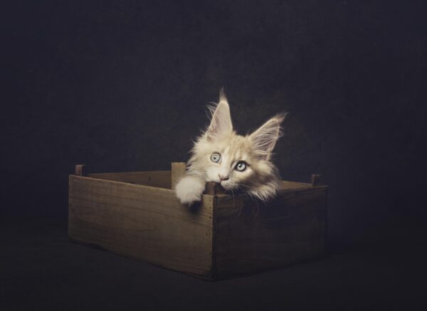 Postkaarten - katten - Afbeelding 3