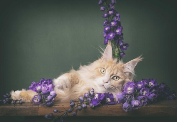 Postkaarten - katten - Afbeelding 4