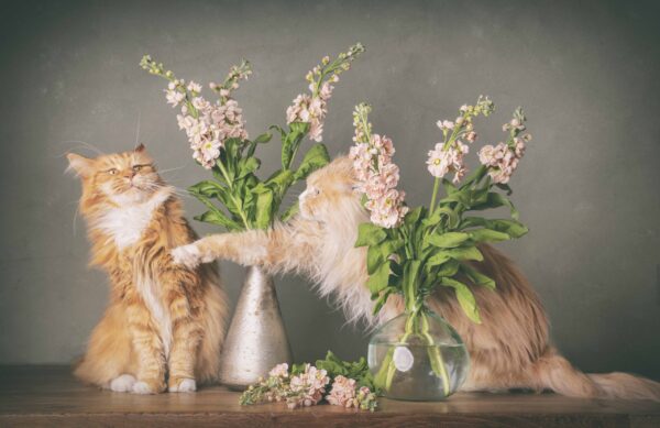 Postkaarten - katten - Afbeelding 5