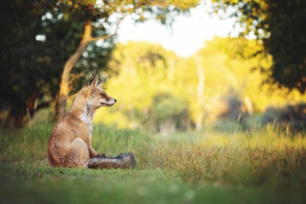 Postkaarten - natuur - Afbeelding 4