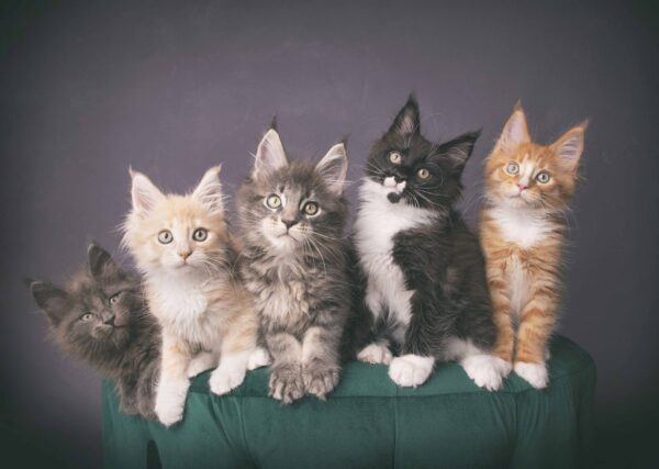Postkaarten - katten - Afbeelding 6