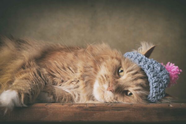 Postkaarten - katten - Afbeelding 7