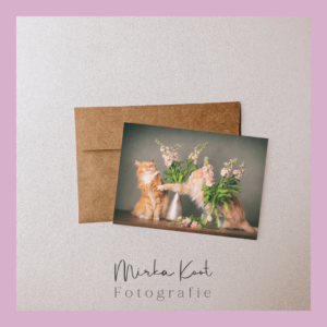 Postkaarten - katten