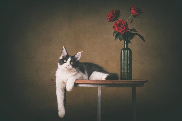 Postkaarten - katten - Afbeelding 2