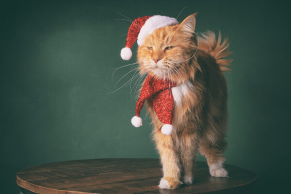 Kerstkaarten - Afbeelding 5